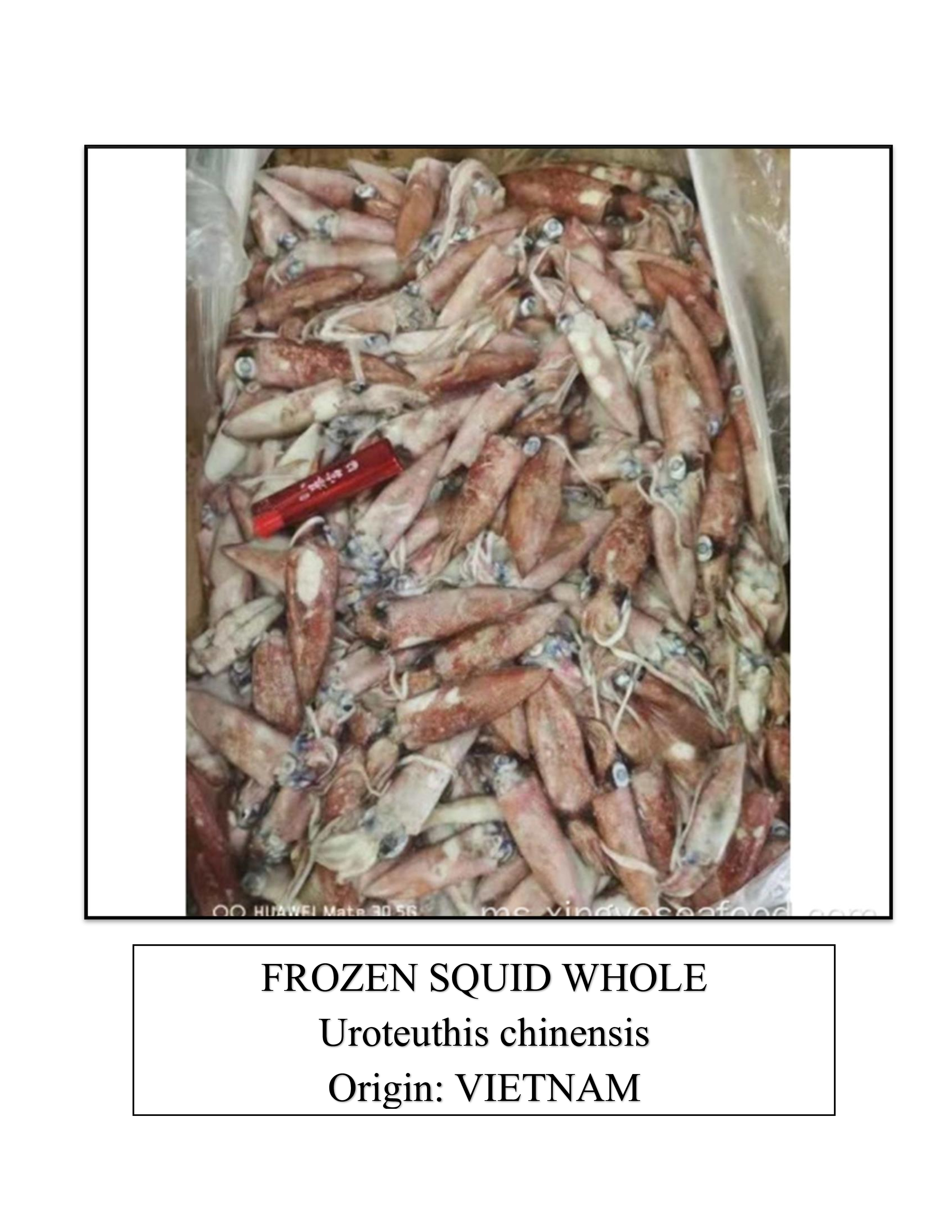 Frozen Squid Whole